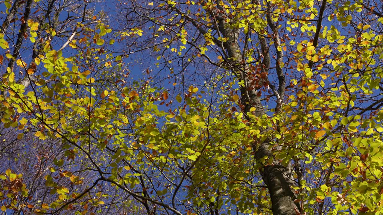 Autumn maple leaves against a clear blue sky on the light wind, nature texture
