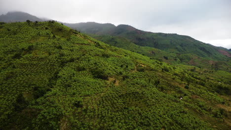 Vista-Aérea-Sobre-Las-Plantaciones-De-Banano-En-La-Montaña-En-Phuoc-Binh,-Vietnam---Disparo-De-Drones