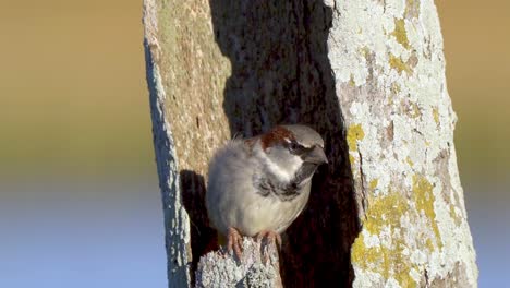 Male-House-sparrow-in-urban-house-garden-looking-for-food-from-cover