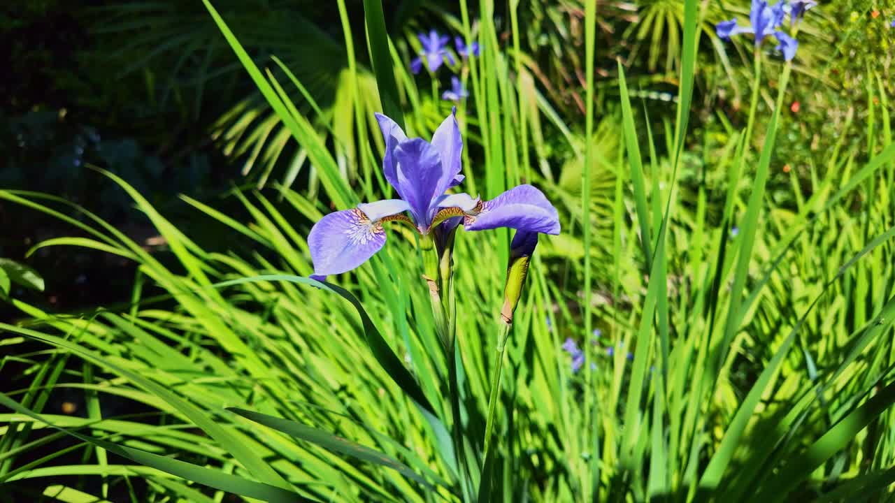 Close-up view of a blooming violet iris flower emerging from dense green leafy environment.