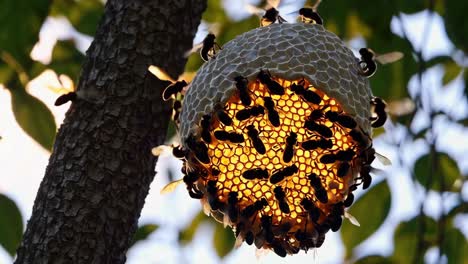 abejas construyendo una colmena en una rama de árbol