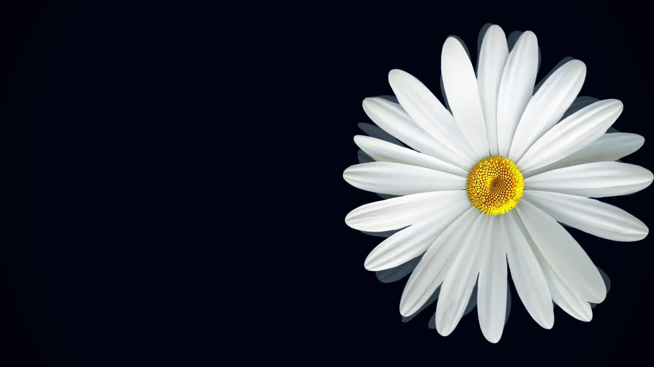White Daisy on Black Background