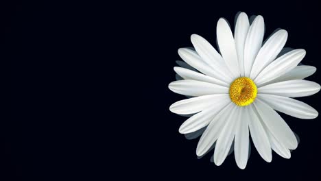 white daisy on black background