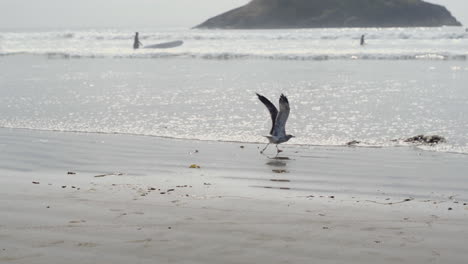 gaviota en cámara lenta en la playa despegando y comenzando a volar