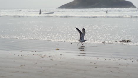 slow motion seagull on beach taking off and starting to fly away