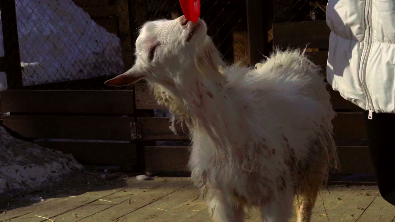 маленькая коза хочет съесть красную лопату ребенка. женщина крадет у козы пластиковую лопату. но коза не хочет отдавать лопатку.