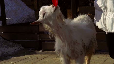 the young goat wants to eat a child's red shovel. woman robs goat plastic shovel. but the goat does not want to give the shoulder blade.