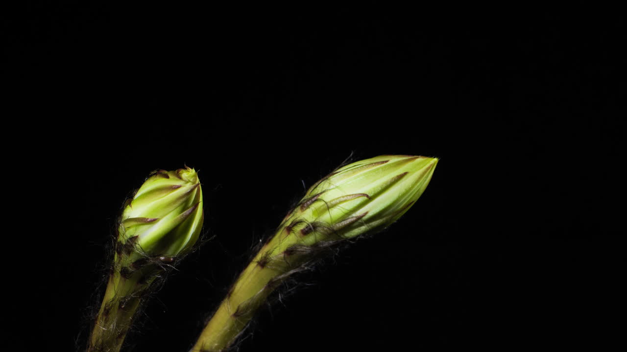 Time-lapse: Makroopptak av et par Echinopsis-kaktuser som vokser og blomstrer