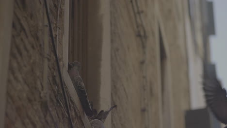 pigeons on a venetian building