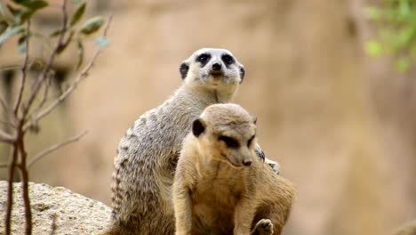 dos suricatas, suricates, suricata suricatta abrazándose y despertando juntos