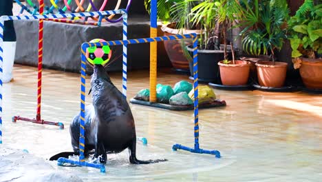 sea lion performs tricks with colorful ball