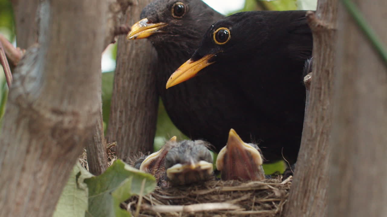 Sleepy blackbird chicks with mother, father leaves, close up, slowmo
