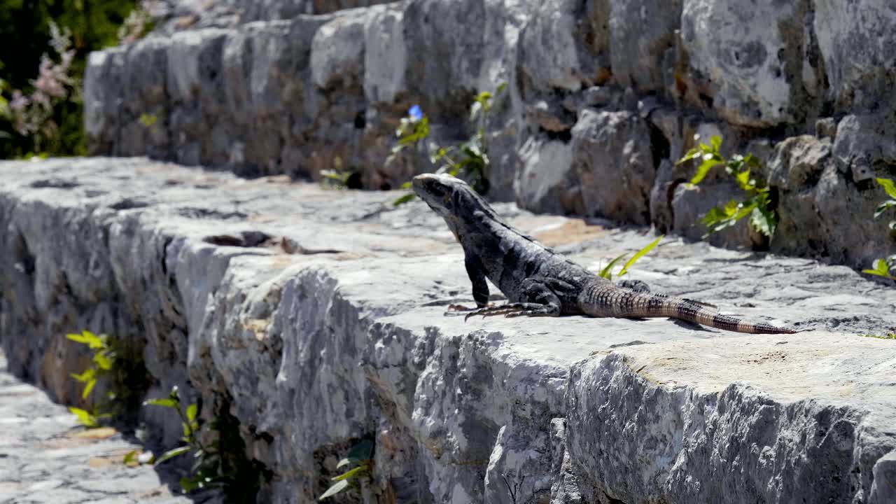 MAYAN RUINS DZIBILCHALTUN MERIDA YUCATAN MEXICO