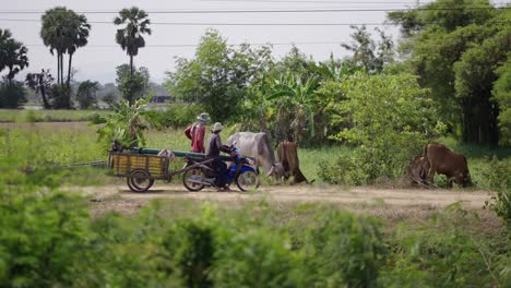 a person on a scooter pulling a trailer on a dirt road in rural southeast asia with grazing cows