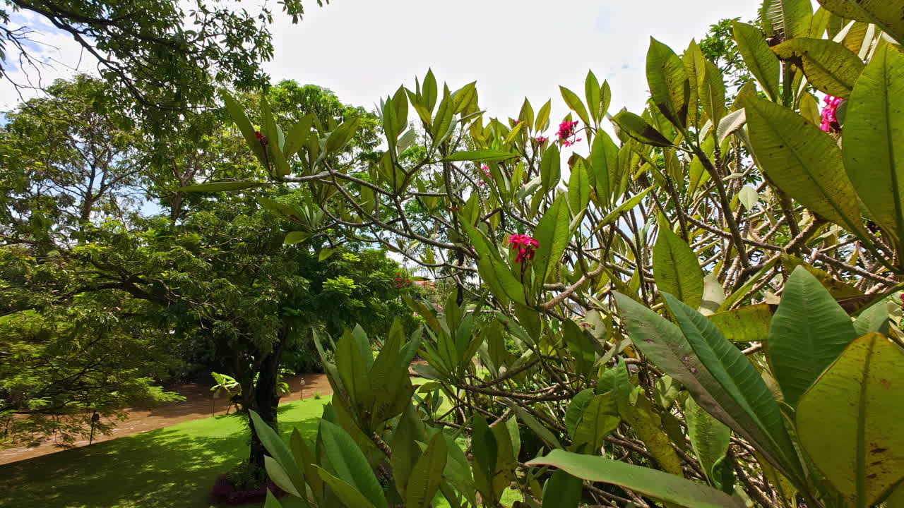 Sunlit tropical garden with lush green foliage and pink blossoms, creating a calm and vibrant outdoor scene
