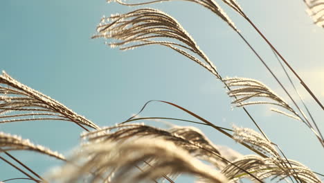 grass blowing gently along the coast on a summer day