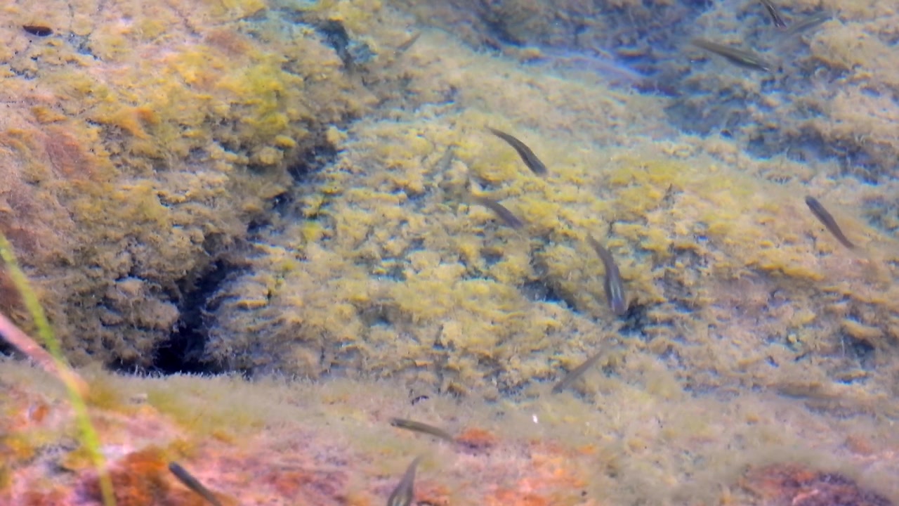 Pesciolini che nuotano in acqua limpida e poco profonda