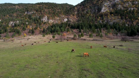 cows grazing fresh grass on pasture near mountain with pine trees, bio natural food concept