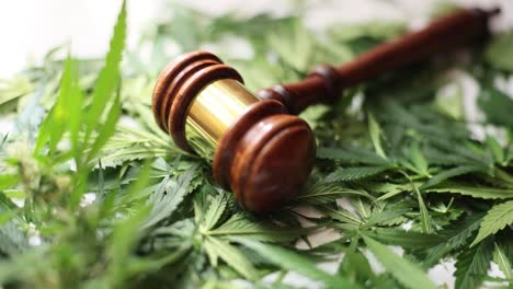 gavel on cannabis leaves representing law and marijuana policy