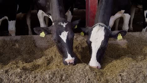 modern farm barn with milking cows eating haycows in cowshed,calf feeding on farm,agriculture industry