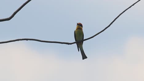 chestnut-headed bee-eater, merops leschenaulti, an individual perched on a small branch as it looks around intensely for a bee to capture, windy hot summer day in khao yai national park, thailand