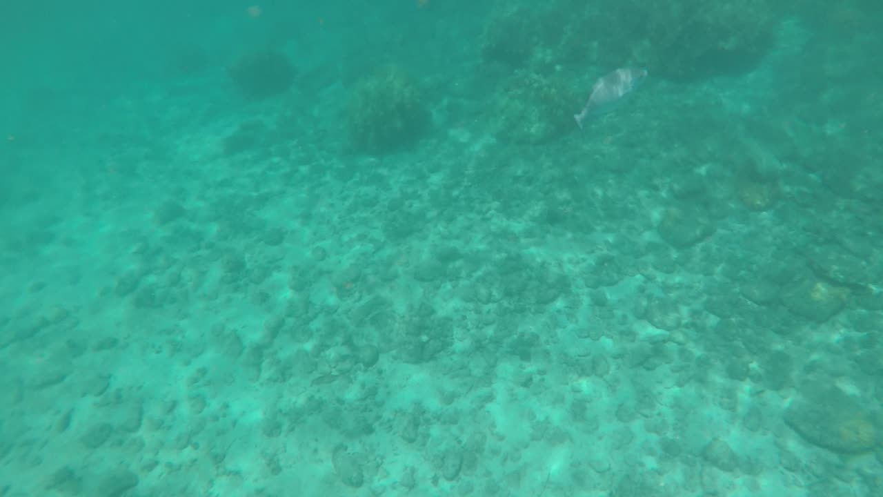 아름다운 파란 물에서 스노클링