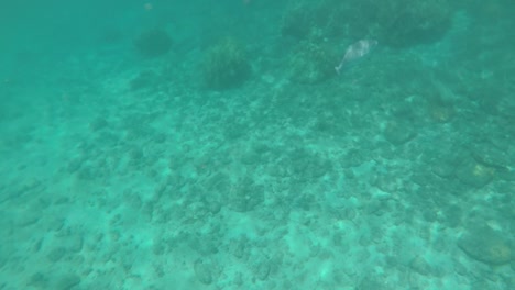 snorkeling-in-beautiful-blue-water