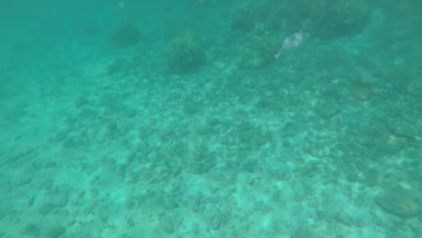 bucear en las hermosas aguas azules