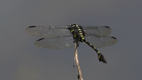 La-Libélula-De-Cola-De-Brida-Común-Se-Ve-Comúnmente-En-Tailandia-Y-Asia