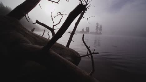 foggy dramatic scene looking past a dead tree across swan lake in montana