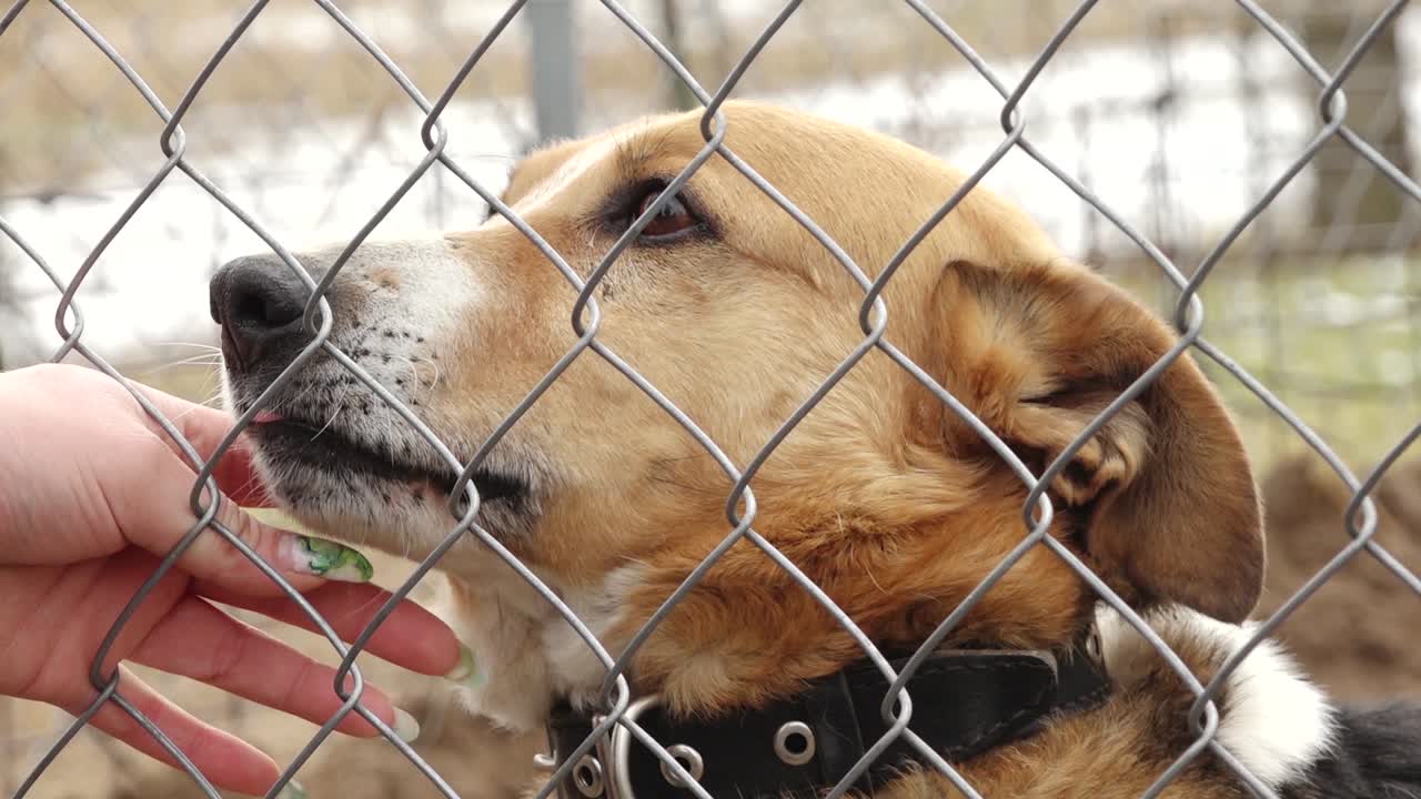 A lonely dog sits behind a wire fence in a cage, looking out. The setting appears to be an animal shelter or kennel, evoking feelings of abandonment and hope for adoption.