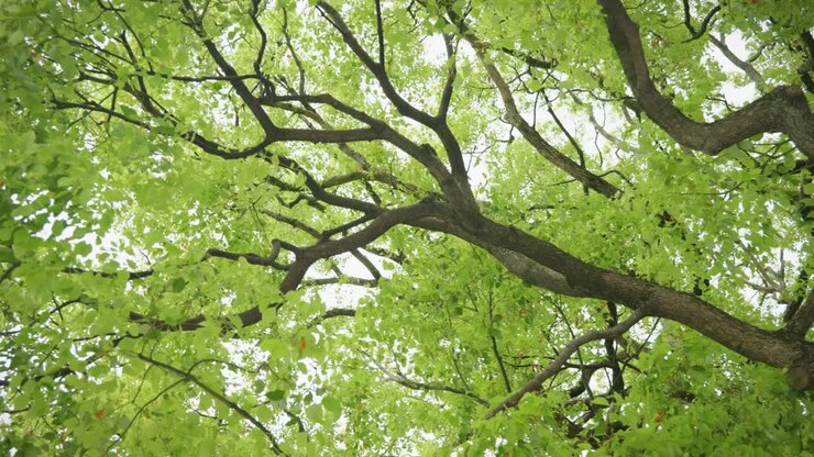 Primo piano di rami d'albero e foglie contro la luce del sole nel Santuario Meiji Jingu a Tokyo, Giappone
