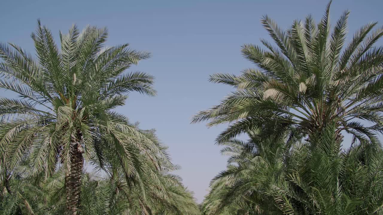 Looking On Tall Date Palm Trees With Blue Sky Background In An Organic Farm. - POV