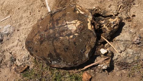 primer plano de caretta caretta tortuga muerta podrida cadáver tumbado sobre rocas marinas