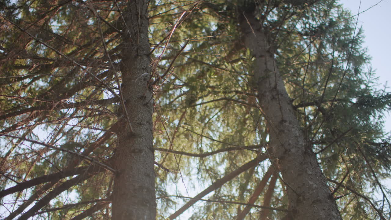 vista rotatoria alrededor de árboles de hoja caduca bajo un cielo soleado de otoño, rayo de sol filtrándose entre las ramas, dosel de bosque tranquilo con bokeh suave, perspectiva ascendente cerca del tronco que destaca la textura