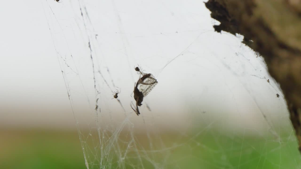 Spiders in the tree spiderwebs