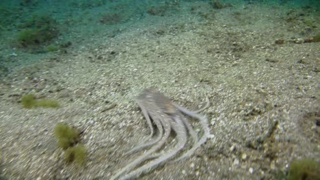 white v octopus moves over sandy bottom, changes direction and shape several time, searches for food in crevices and hollows, escapes leaving a cloud of ink