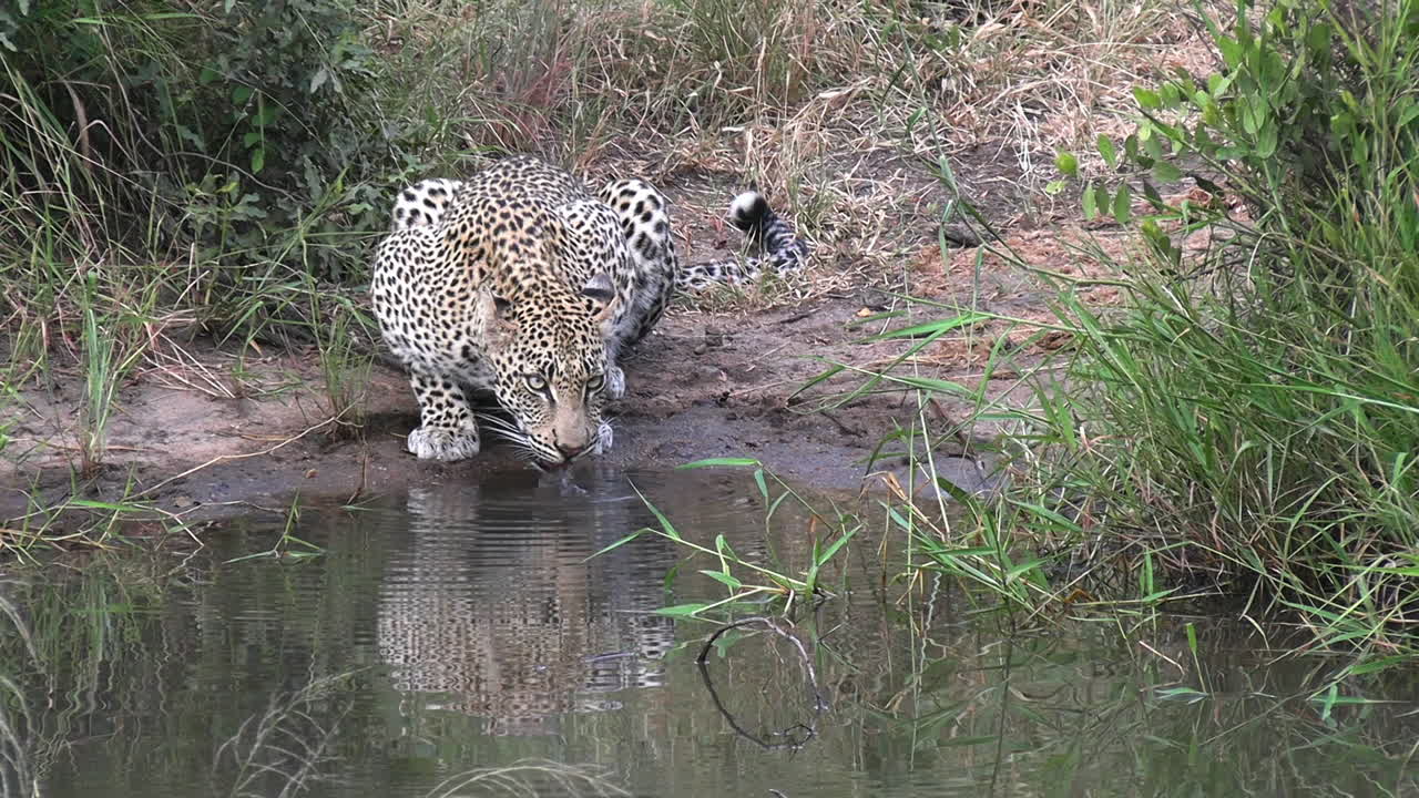 leopardo bebiendo agua del estanque en el desierto de la sabana africana, animal salvaje en hábitat natural