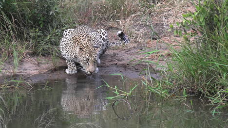 leopard drinking water from pond in wilderness of african savanna, wild animal in natural habitat