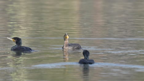 algunos cormoranes nadando alrededor en un lago disfrutando de la cálida luz del sol entre la pesca
