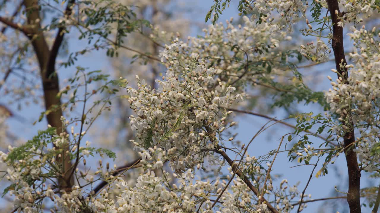 The Moringa tree has blossomed, and birds are collecting nectar from its flowers