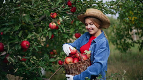 Happy Caucasian female farmer collecting apples into basket. Lady is smiling looking at the crops of fruit she got. Sunny garden backdrop.
