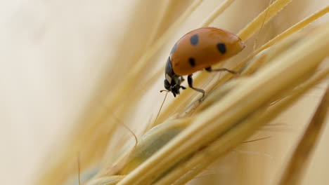 macro close up of ladybug resting on wheat field grain in sunlight