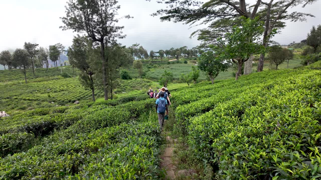Tourists hiking along a path through lush tea plantations in ella, sri lanka, enjoying the scenic landscape