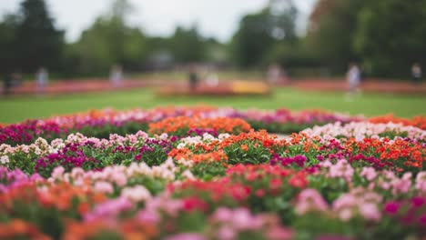 a beautiful garden filled with vibrant flowers showcasing a stunning array of colors in bloom amidst a lush green landscape