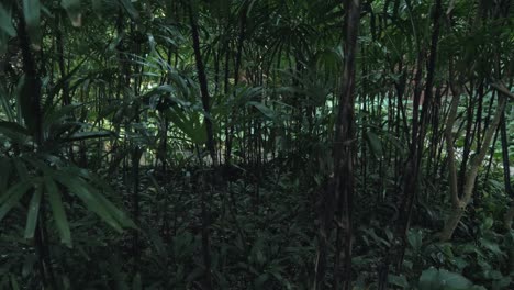 paseo por el bosque de tailandia - caminar por el bosque en tailandia