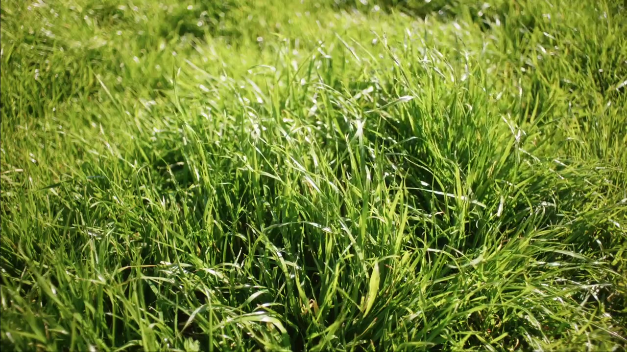 Hierba verde llena el encuadre con luz solar suave y un fondo borroso