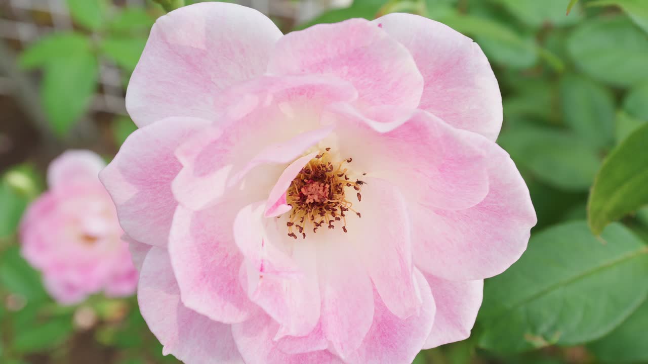 Extreme close-up of a pale pink and white rose with a visible pollen center and green foliage