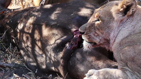 close-up of lioness lying next to killed prey in greater kruger national park, south africa