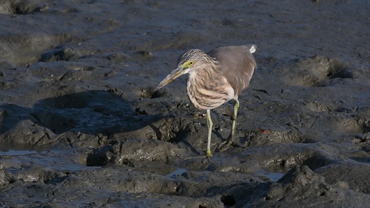 una de las garzas de estanque encontradas en tailandia que muestran diferentes plumajes según la temporada